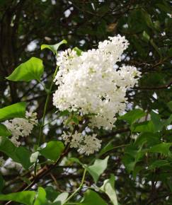 Fotografia da espécie Syringa vulgaris