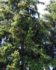 Fotografia da espécie Picea abies var. nidiformis
