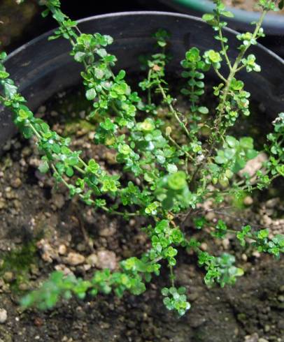 Fotografia de capa Prostanthera cuneata - do Jardim Botânico