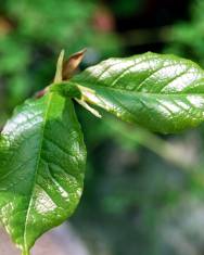 Fotografia da espécie Magnolia liliflora var. nigra