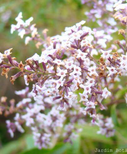 Fotografia de capa Aloysia citrodora - do Jardim Botânico