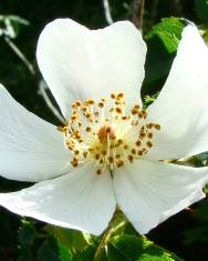 Fotografia da espécie Rosa canina