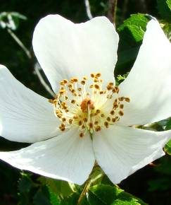 Fotografia da espécie Rosa canina