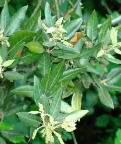 Fotografia da espécie Quercus ilex