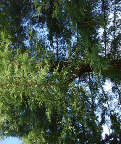 Fotografia da espécie Sequoiadendron giganteum