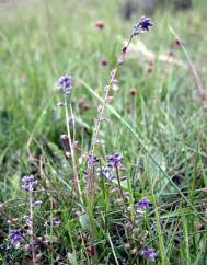 Myosotis discolor subesp. discolor