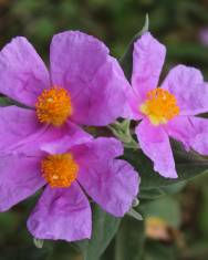 Fotografia da espécie Cistus albidus