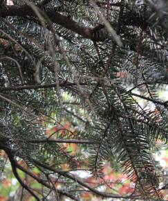 Fotografia da espécie Abies alba