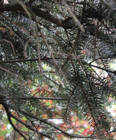 Fotografia de capa Abies alba - do Jardim Botânico