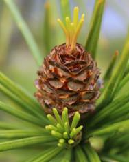 Fotografia da espécie Sciadopitys verticillata