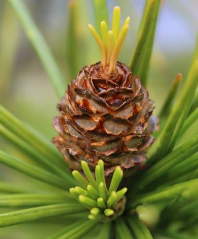 Fotografia de capa Sciadopitys verticillata - do Jardim Botânico