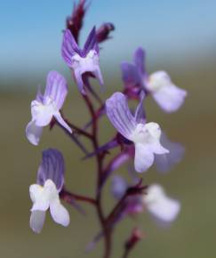 Fotografia da espécie Linaria elegans