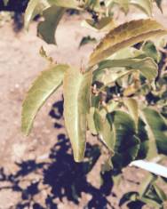 Fotografia da espécie Prunus lusitanica subesp. azorica