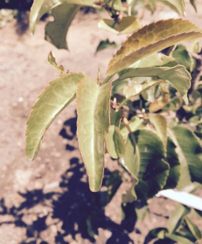 Fotografia de capa Prunus lusitanica subesp. azorica - do Jardim Botânico