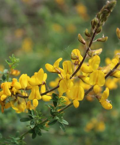 Fotografia de capa Adenocarpus lainzii - do Jardim Botânico