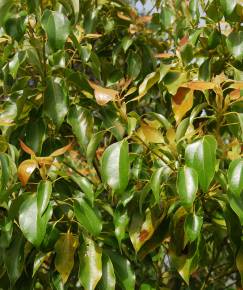 Fotografia da espécie Cinnamomum camphora