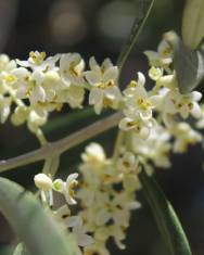 Fotografia da espécie Olea europaea subesp. europaea var. sylvestris