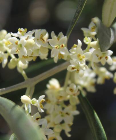 Fotografia de capa Olea europaea subesp. europaea var. sylvestris - do Jardim Botânico