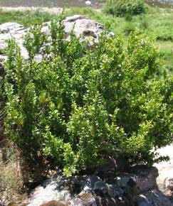 Fotografia da espécie Buxus sempervirens