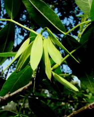 Fotografia da espécie Fraxinus angustifolia subesp. angustifolia