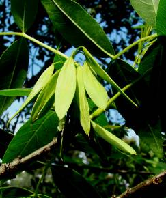 Fotografia da espécie Fraxinus angustifolia