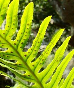 Fotografia da espécie Polypodium interjectum