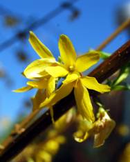 Fotografia da espécie Forsythia x intermedia