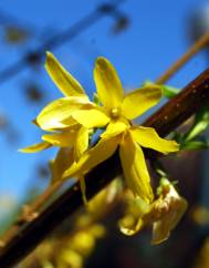 Forsythia x intermedia