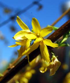 Fotografia da espécie Forsythia x intermedia