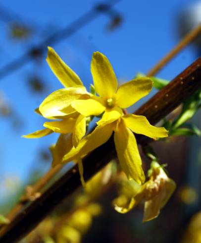 Fotografia de capa Forsythia x intermedia - do Jardim Botânico