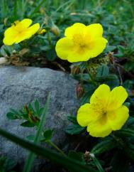 Helianthemum aegyptiacum