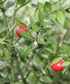 Fotografia da espécie Ruscus aculeatus