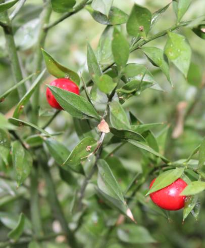 Fotografia de capa Ruscus aculeatus - do Jardim Botânico