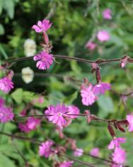 Fotografia da espécie Silene dioica