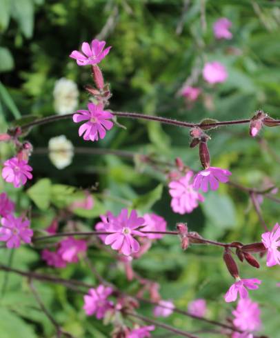 Fotografia de capa Silene dioica - do Jardim Botânico