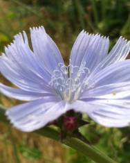 Fotografia da espécie Cichorium intybus