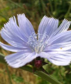 Fotografia da espécie Cichorium intybus