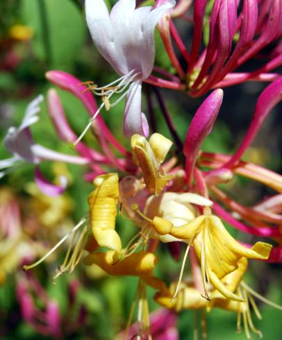 Fotografia de capa Lonicera periclymenum subesp. periclymenum - do Jardim Botânico