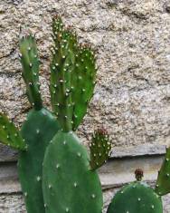 Fotografia da espécie Opuntia elongata