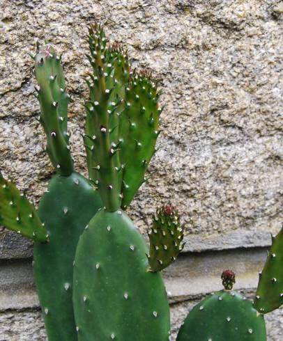 Fotografia de capa Opuntia elongata - do Jardim Botânico