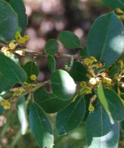 Fotografia da espécie Phillyrea latifolia