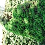 Fotografia 2 da espécie Picea glauca var. albertiana do Jardim Botânico UTAD