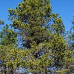 Fotografia 2 da espécie Pinus nigra do Jardim Botânico UTAD