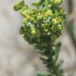 Fotografia 1 da espécie Euphorbia paralias do Jardim Botânico UTAD