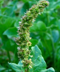 Fotografia da espécie Chenopodium bonus-henricus