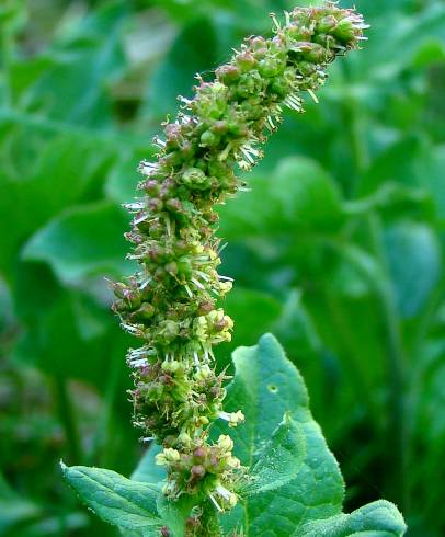 Fotografia de capa Chenopodium bonus-henricus - do Jardim Botânico