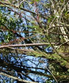 Fotografia da espécie Tamarix africana