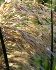 Fotografia da espécie Cortaderia selloana