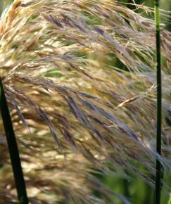 Fotografia da espécie Cortaderia selloana