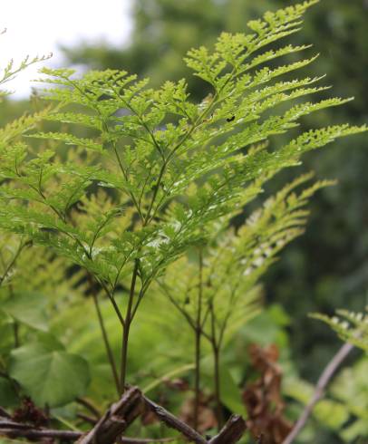 Fotografia de capa Davallia canariensis - do Jardim Botânico